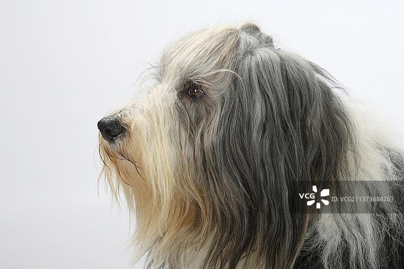 11岁的古代牧羊犬，侧面轮廓照图片素材