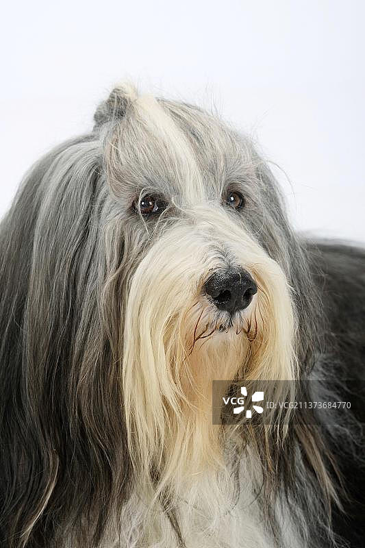 11岁的苏格兰牧羊犬图片素材
