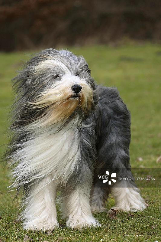 苏格兰牧羊犬图片素材