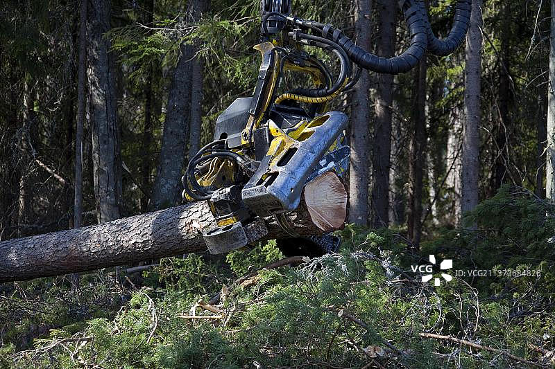 伐木业：林业机械砍伐的木材，松树林中的集材机图片素材