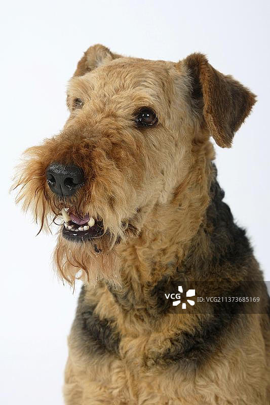 艾尔谷㹴犬图片素材