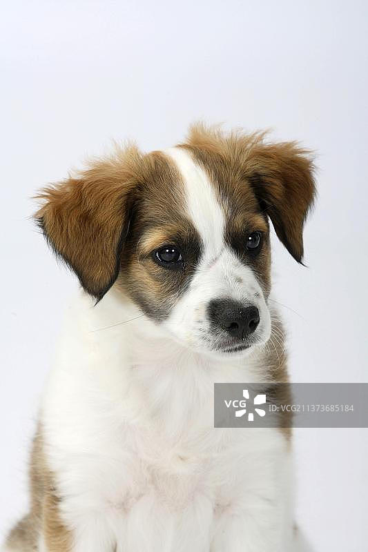 克罗米福兰德犬幼犬（10周）图片素材