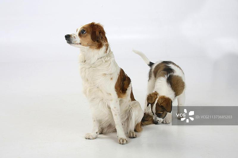 克罗米福兰德犬与幼犬，10周图片素材