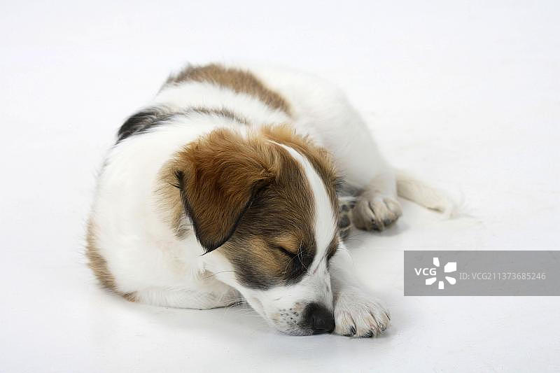 克罗米福兰德犬幼犬（10周）图片素材