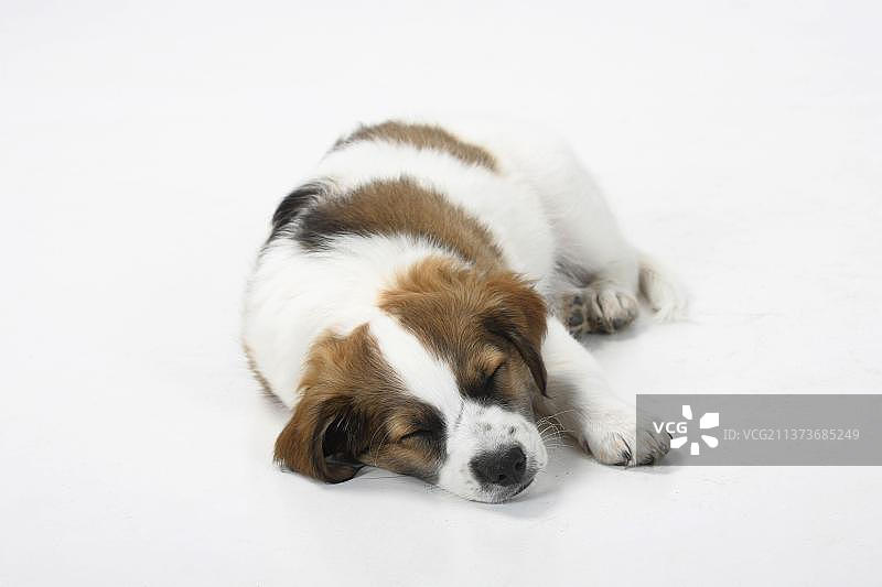 克罗米福兰德犬幼犬（10周）图片素材