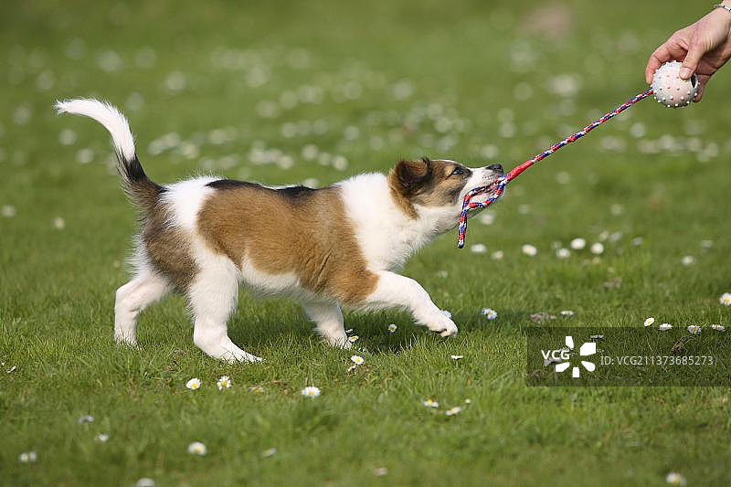 克罗米福兰德犬幼犬（10周）的拔河游戏图片素材