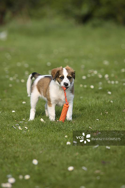 带玩具的克罗姆福兰德犬幼犬图片素材