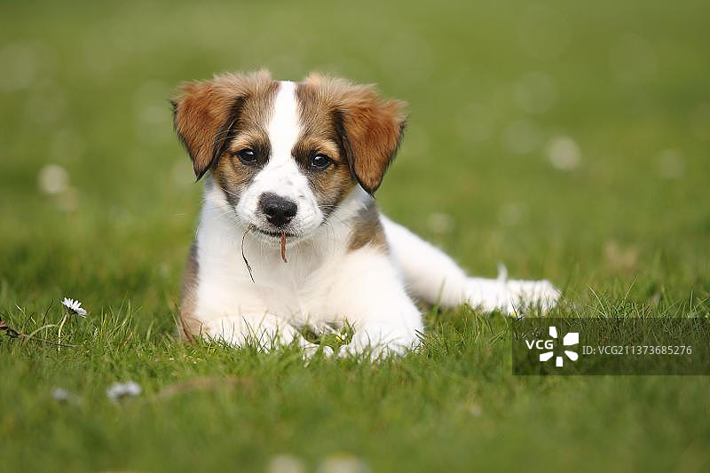 克罗米福兰德犬幼犬（10周）图片素材