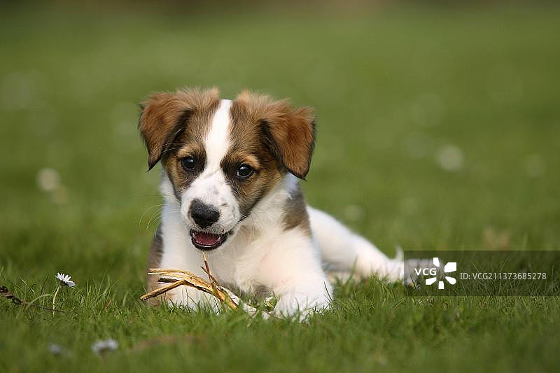 克罗米福兰德犬幼犬（10周）图片素材