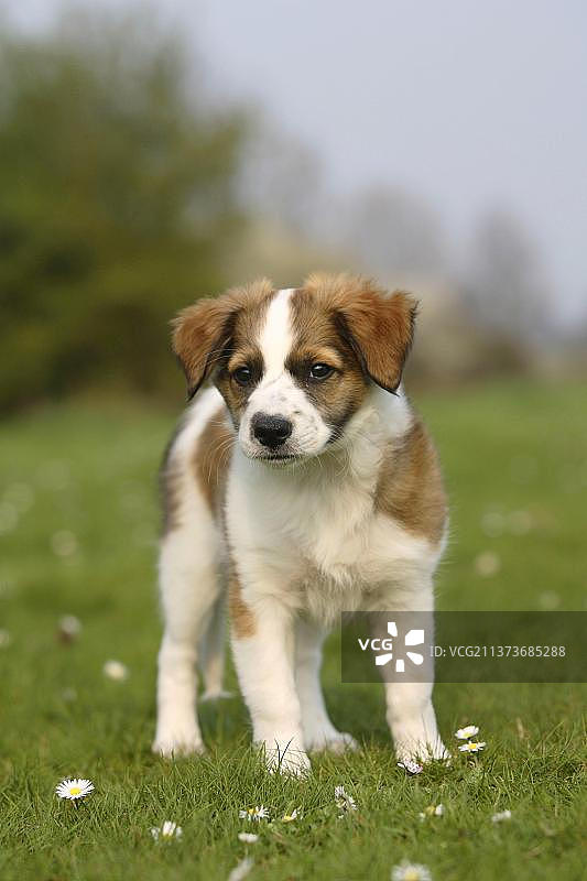 克罗米福兰德犬幼犬（10周）图片素材