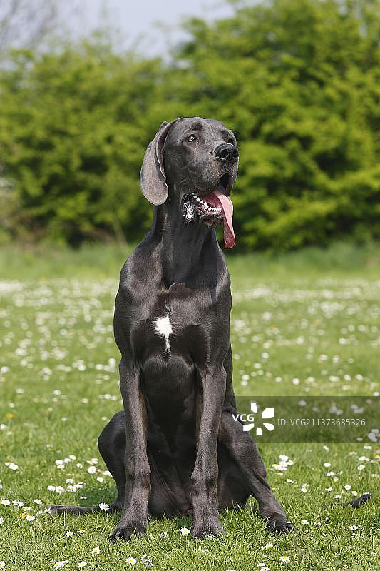 大丹犬，，蓝色，7个月大图片素材
