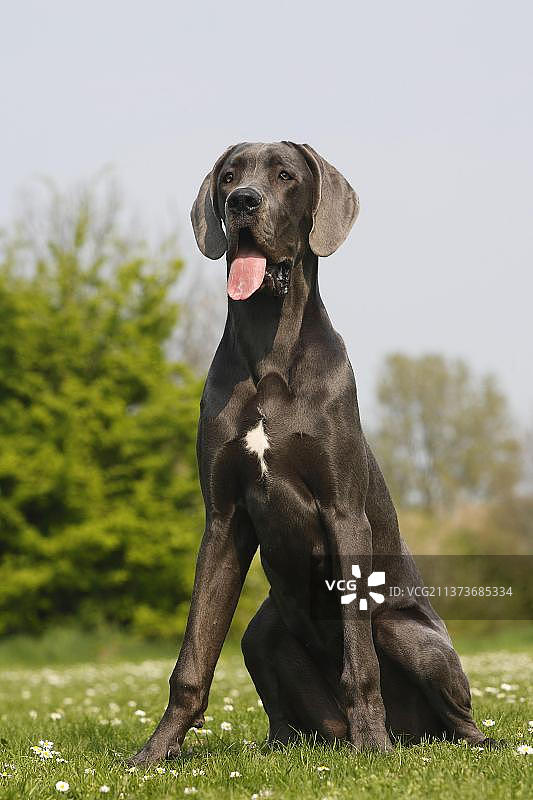 大丹犬，，蓝色，7个月大图片素材