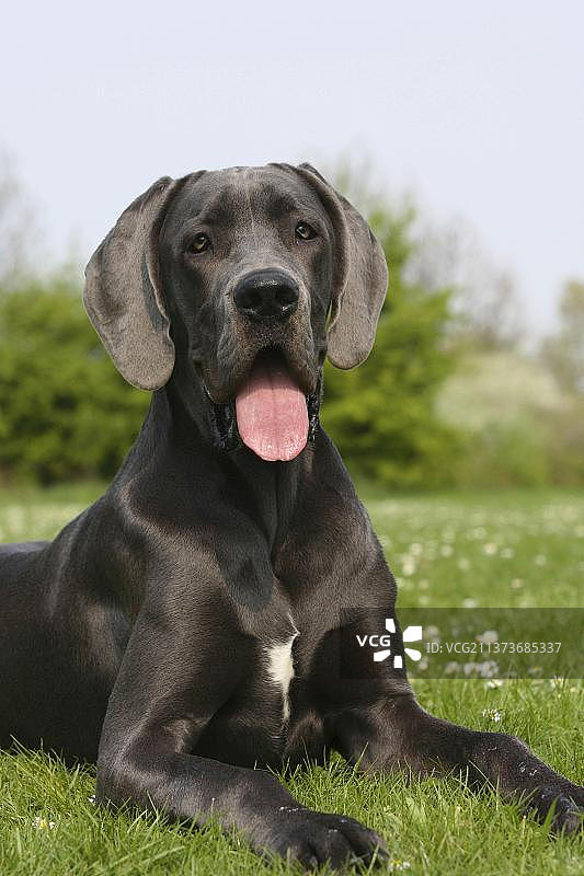 大丹犬，，蓝色，7个月大图片素材