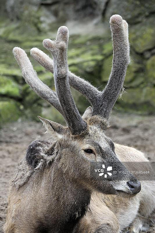 长着鹿茸的麋鹿图片素材