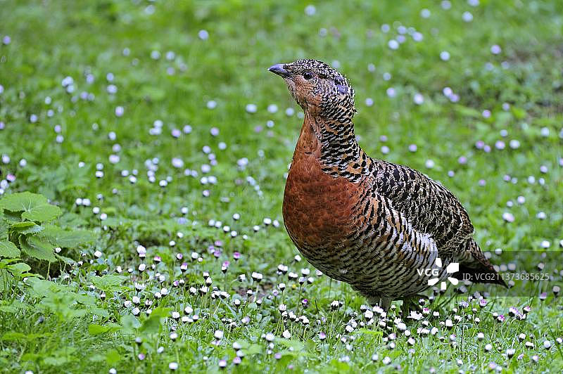 西方松鸡雌性肖像图片素材