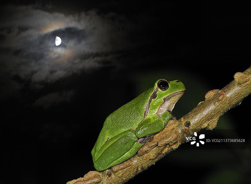 坐在树枝上的欧洲常见树蛙图片素材