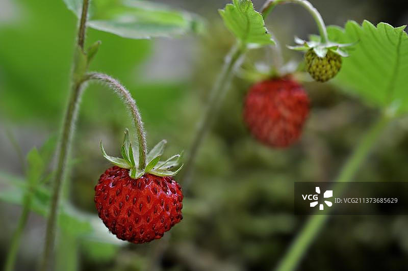 林地草莓（Fragaria vesca），特写显示红色果实图片素材