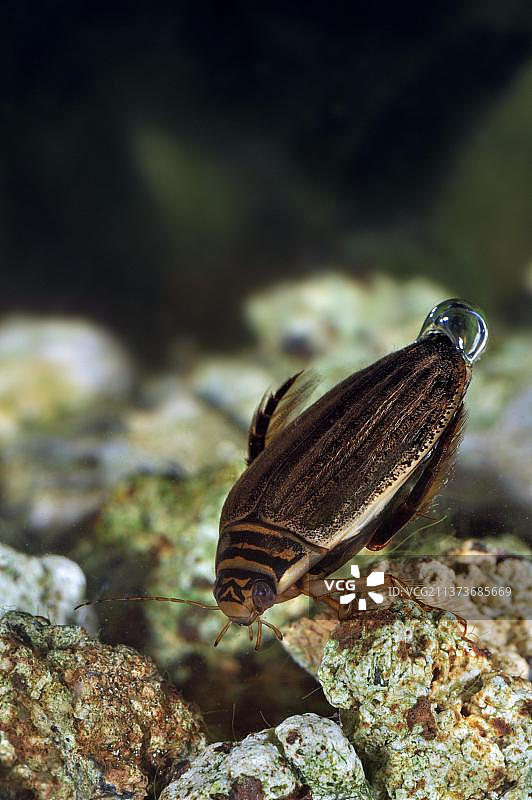 在水下游泳并携带气囊进行呼吸的小型龙虱图片素材