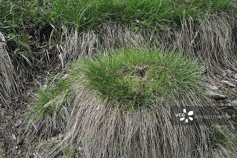 刺猬苔草图片素材