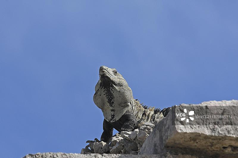 墨西哥尤卡坦半岛的鬣蜥图片素材