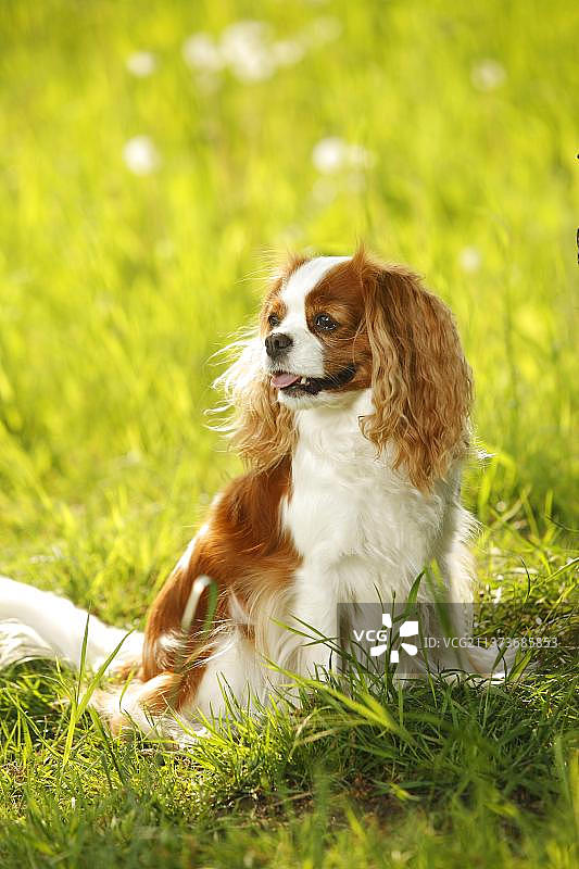 骑士查理国王猎犬，布莱尼姆，图片素材