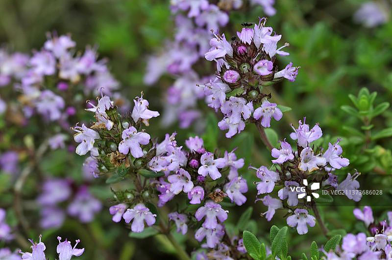 开花的柠檬百里香图片素材
