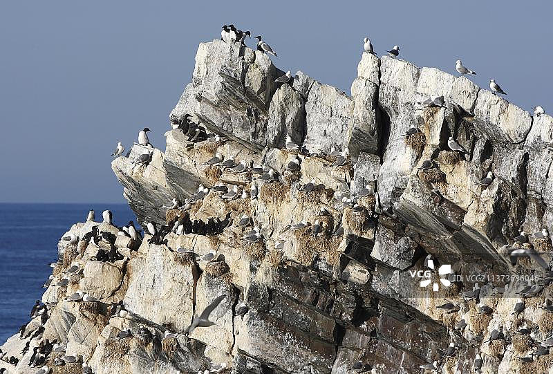 海鹦、刀嘴海雀和三趾鸥在海鸟栖息地的悬崖上筑巢图片素材