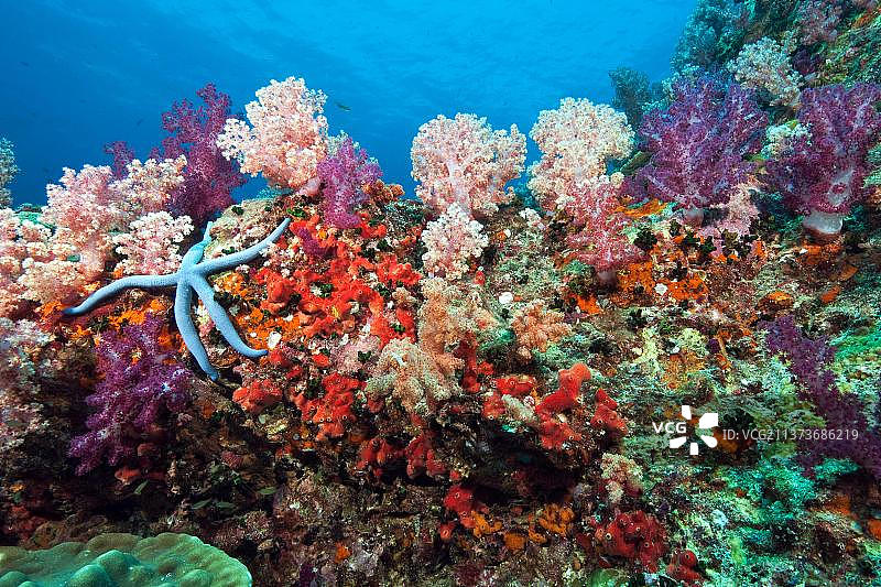 泰国安达曼海欣穆昂礁的珊瑚礁生态图片素材
