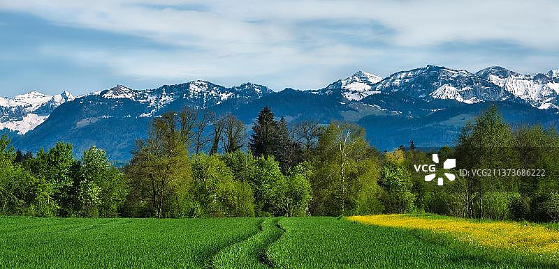 瑞士布比孔雪山阿尔卑斯山峰的绿色田野和树木图片素材