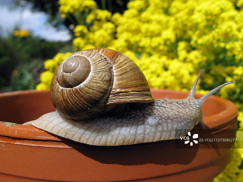 勃艮第蜗牛图片素材