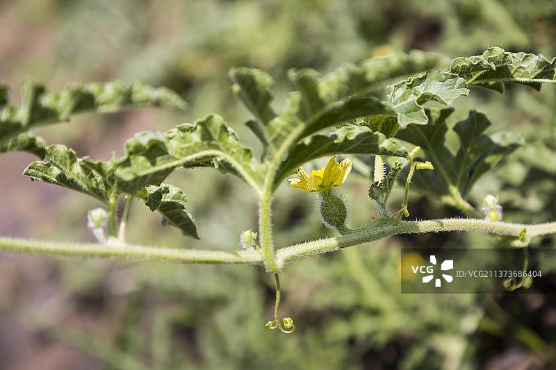 药西瓜的茎、花和卷须图片素材
