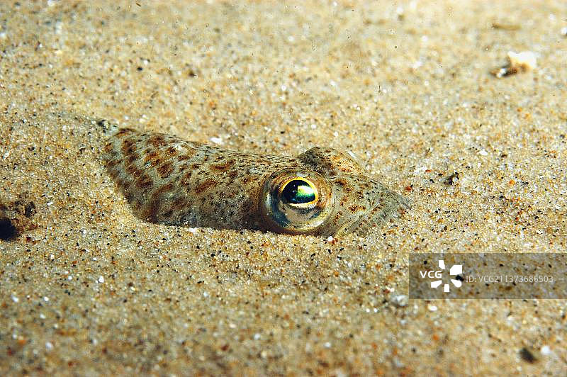 沙质海床中的小鳢鱼图片素材