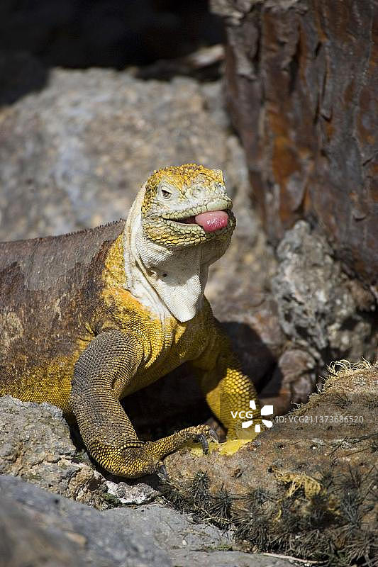 陆地鬣蜥（南Plaza岛，加拉帕戈斯群岛），爬行动物，蜥蜴图片素材