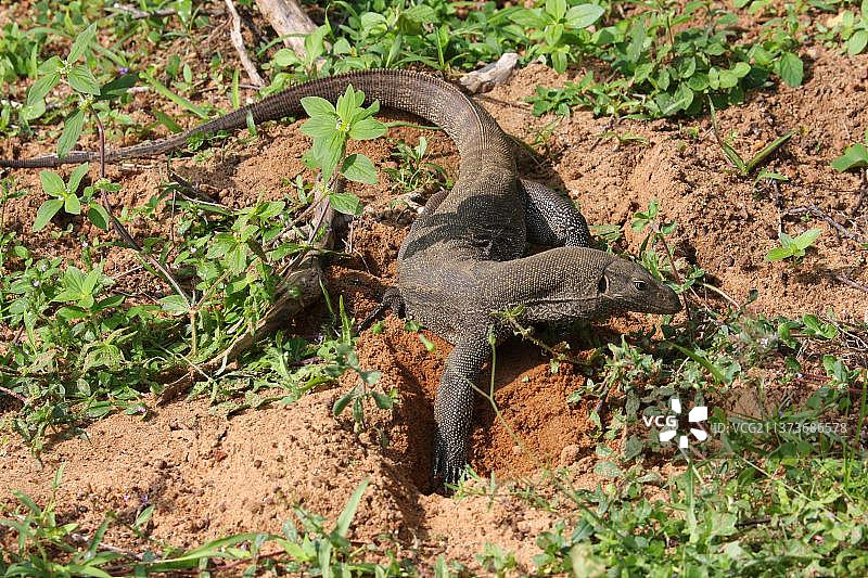 孟加拉巨蜥，其他动物，爬行动物，动物，蜥蜴，挖掘的巨蜥，亚拉国家公园，斯里兰卡，亚洲图片素材