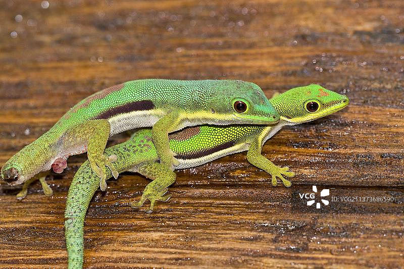 马达加斯加棕榈园的绿守宫图片素材