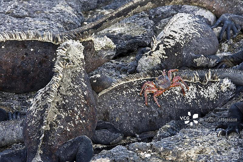 加拉帕戈斯海鬣蜥与红蟹图片素材