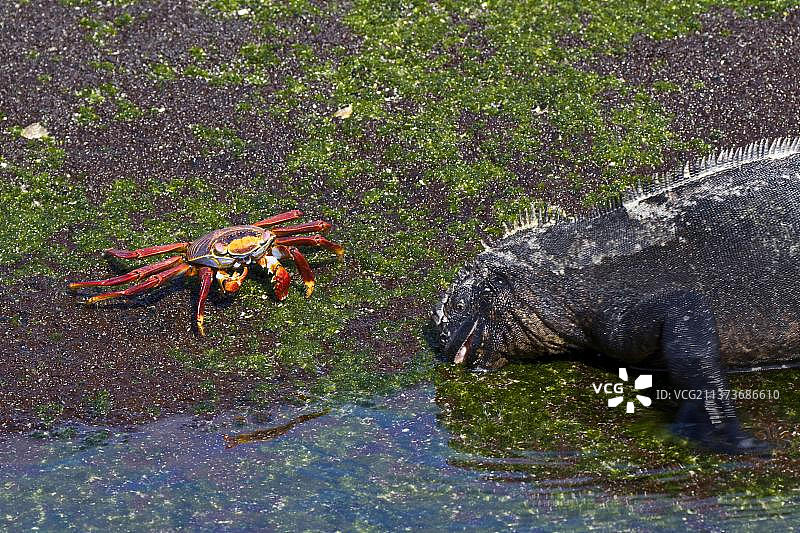 加拉帕戈斯海蜥蜴、其他动物、鬣蜥、爬行动物、动物、与海鬣蜥在一起的莎莉蟹，加拉帕戈斯图片素材