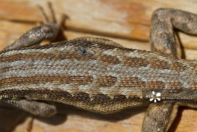 多刺蜥蜴，多刺鬣蜥，其他动物，鬣蜥，爬行动物，动物，鼠尾草蜥蜴，雄性，美国犹他州图片素材
