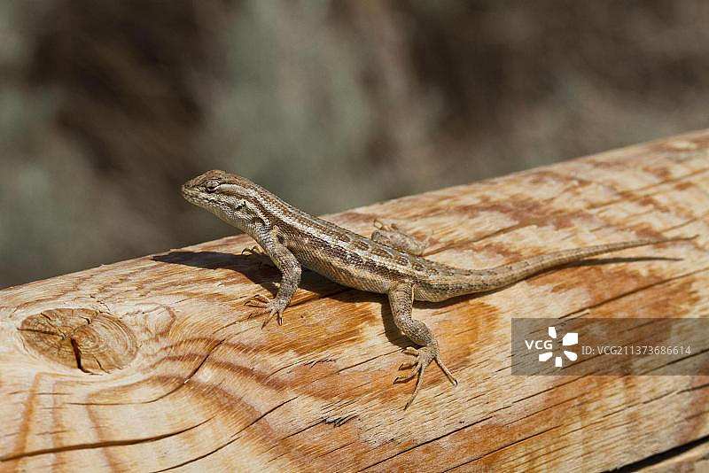 多刺蜥蜴，多刺鬣蜥，其他动物，鬣蜥，爬行动物，动物，鼠尾草蜥蜴，雄性，美国犹他州图片素材