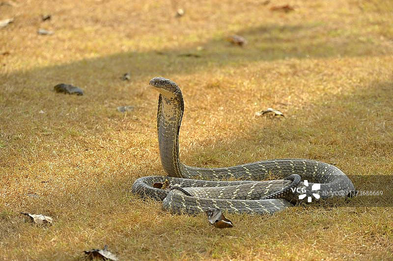 眼镜王蛇，印度尼西亚巴厘岛图片素材