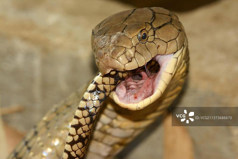 眼镜王蛇(Ophiophagus hannah)，成年，头部特写，捕食鼠蛇，巴厘岛，小巽他群岛，印度尼西亚，亚洲图片素材