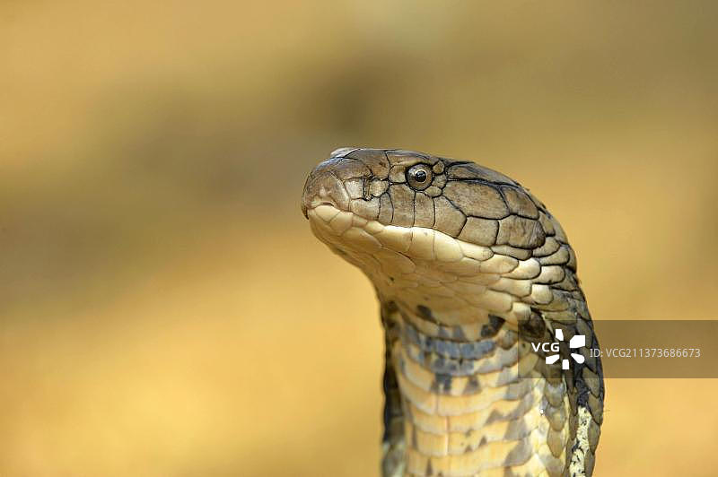 眼镜王蛇头部特写，巴厘岛图片素材