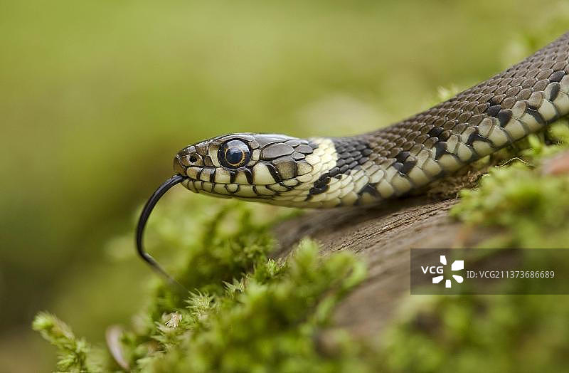 草蛇幼体头部特写：苔藓圆木上吐舌图片素材