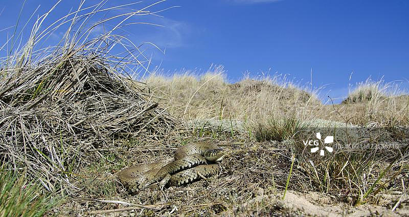 草蛇，盘绕在英国诺福克郡的沙丘栖息地图片素材