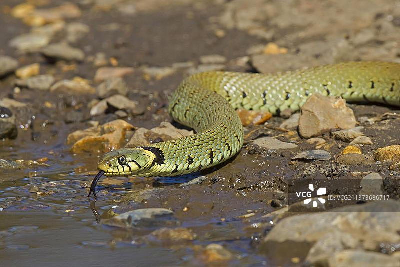 草蛇，草蛇（Natrix natrix），成年草蛇从水坑喝水，英国诺福克图片素材