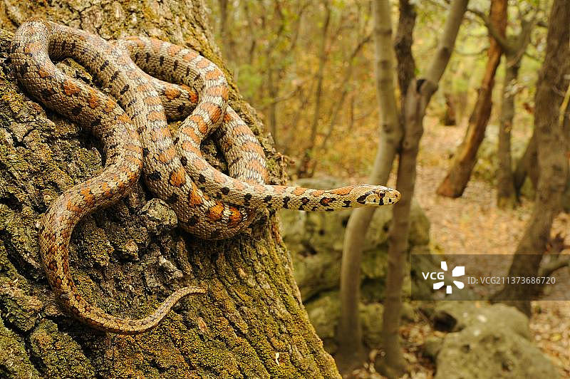 欧洲鼠蛇成蛇，栖息于克罗地亚森林树干上图片素材