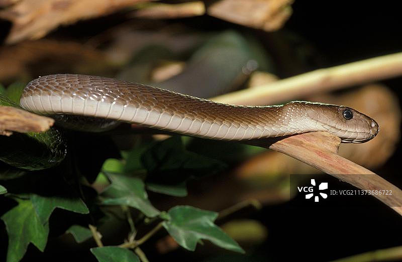 黑曼巴蛇，剧毒蛇，爬行动物图片素材