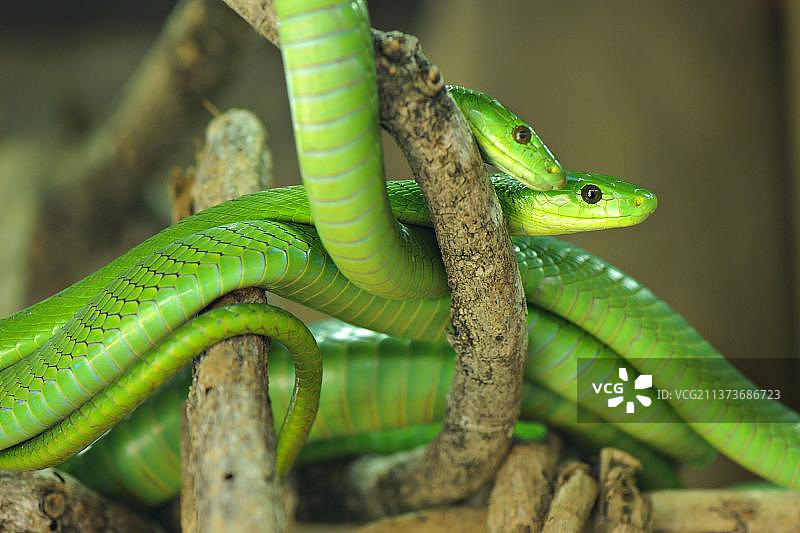 普通曼巴蛇，有毒图片素材