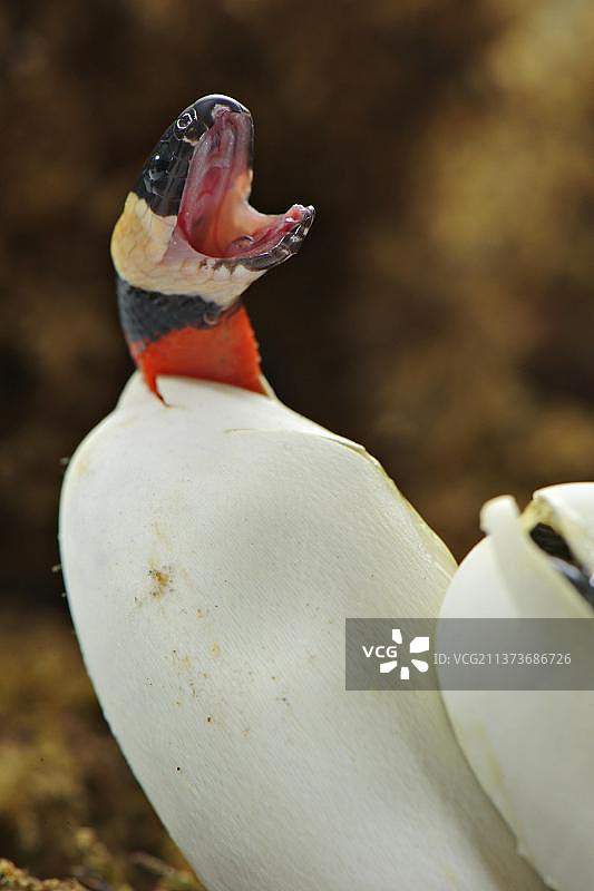 普埃布拉王蛇，坎贝尔氏奶蛇，普韦布洛王蛇，毒蛇图片素材