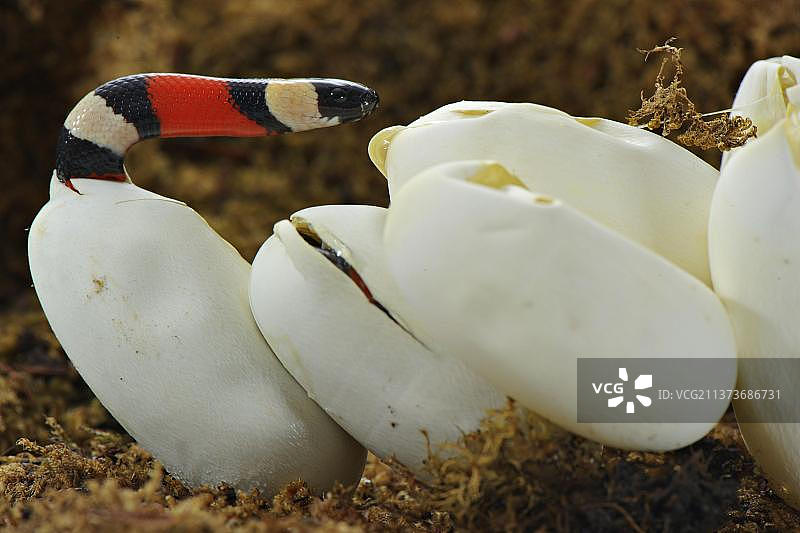 普埃布拉王蛇，坎贝尔氏奶蛇，普韦布洛王蛇，毒蛇图片素材